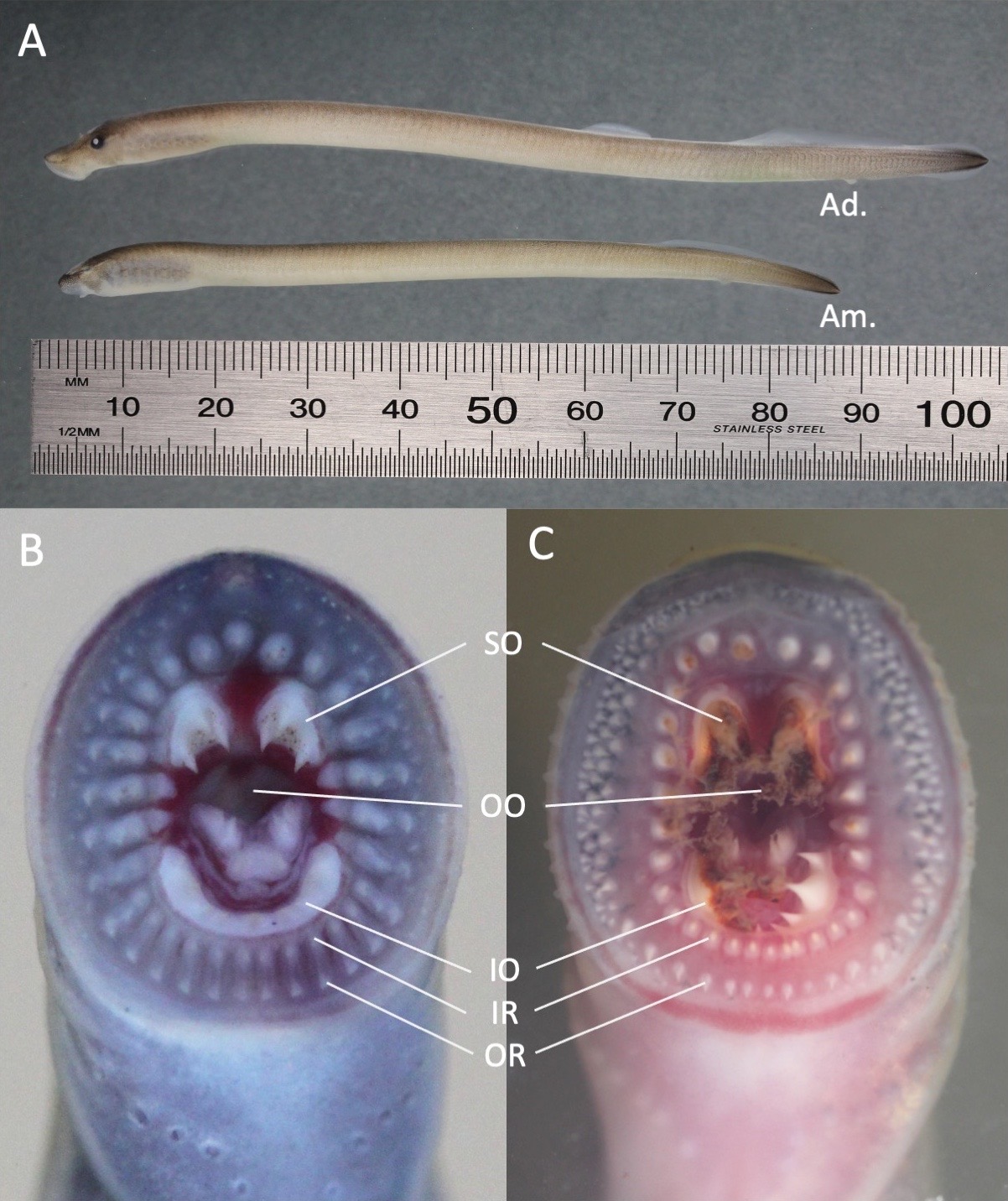 A juvenile (left and bottom in top figure) and adult (right and top in top figure) Australian brook lamprey. Image by David Moffat
