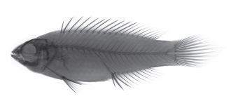 X-ray image of Cirrhilabrus wakanda (Vibranium fairy wrasse)