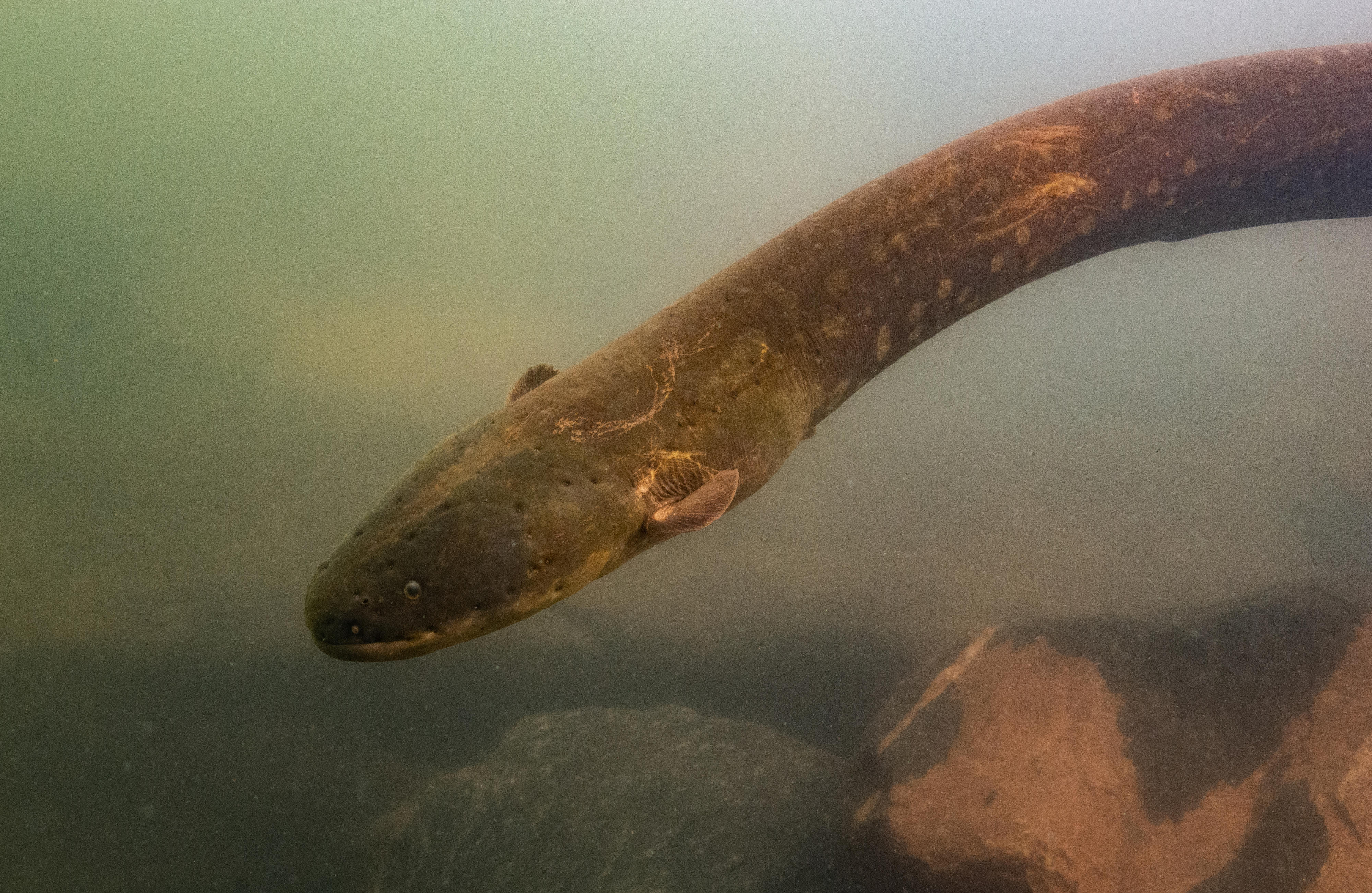 Electrophorus voltai (shown above), one of the two newly discovered electric eel species, primarily lives further south than Electrophorus electricus on the Brazilian Shield, another highland region. Credit: L. Sousa