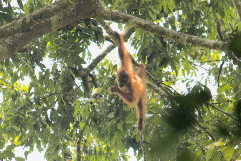 Bornean orangutan   Image Credit: Martjin van Daagevenniet/Pixabay