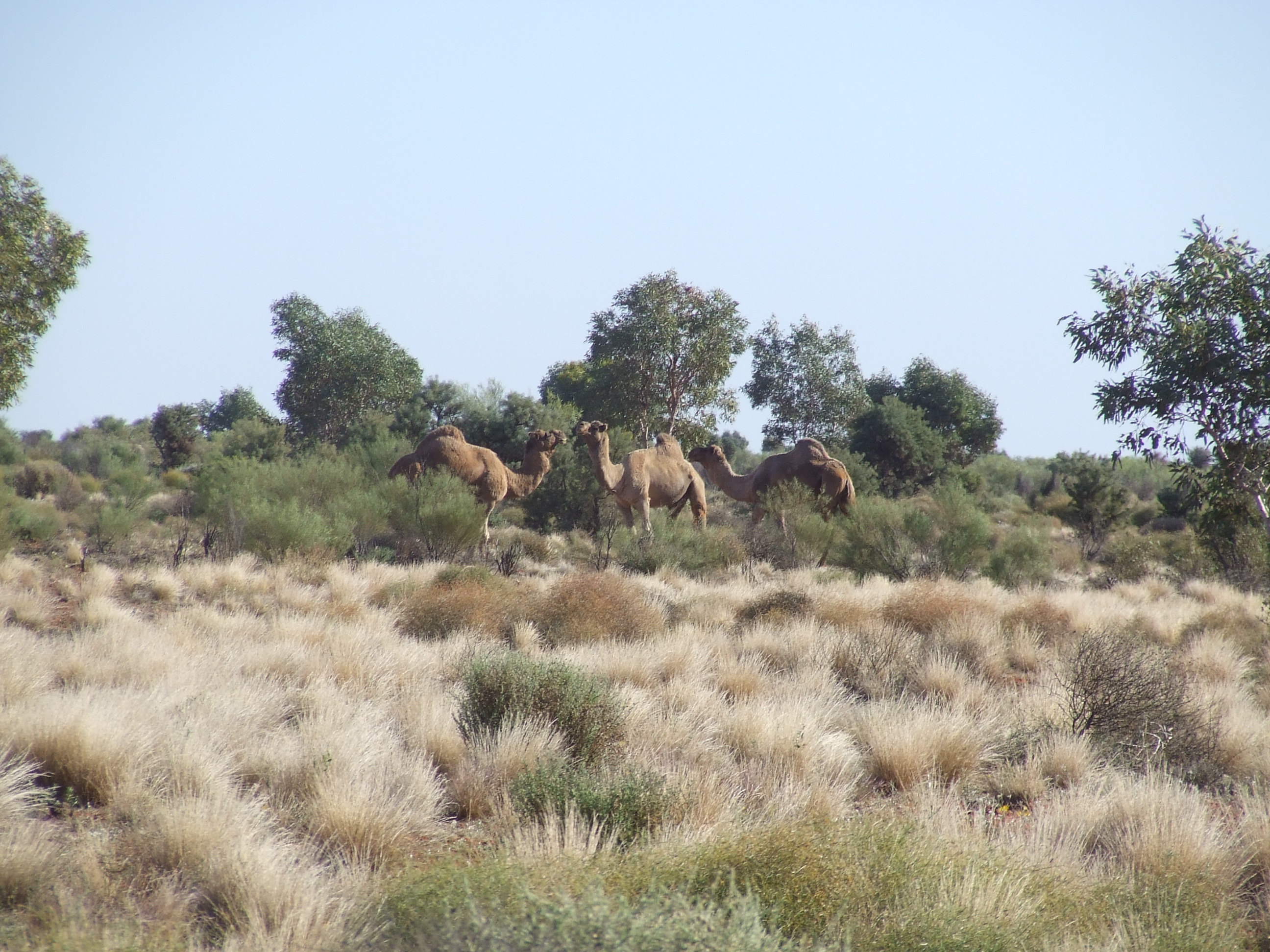 A Wallach/Camelus dromedaries in Australia