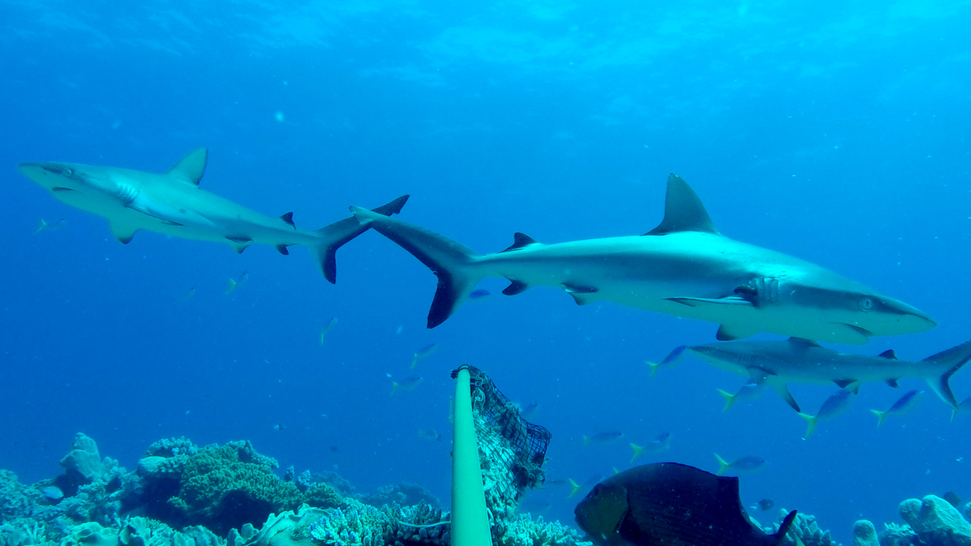 Australian Institute of Marine Science and Global FinPrint / Multiple grey reef sharks congregate around BRUVS at Lagoon Reef, Northern Great Barrier Reef 