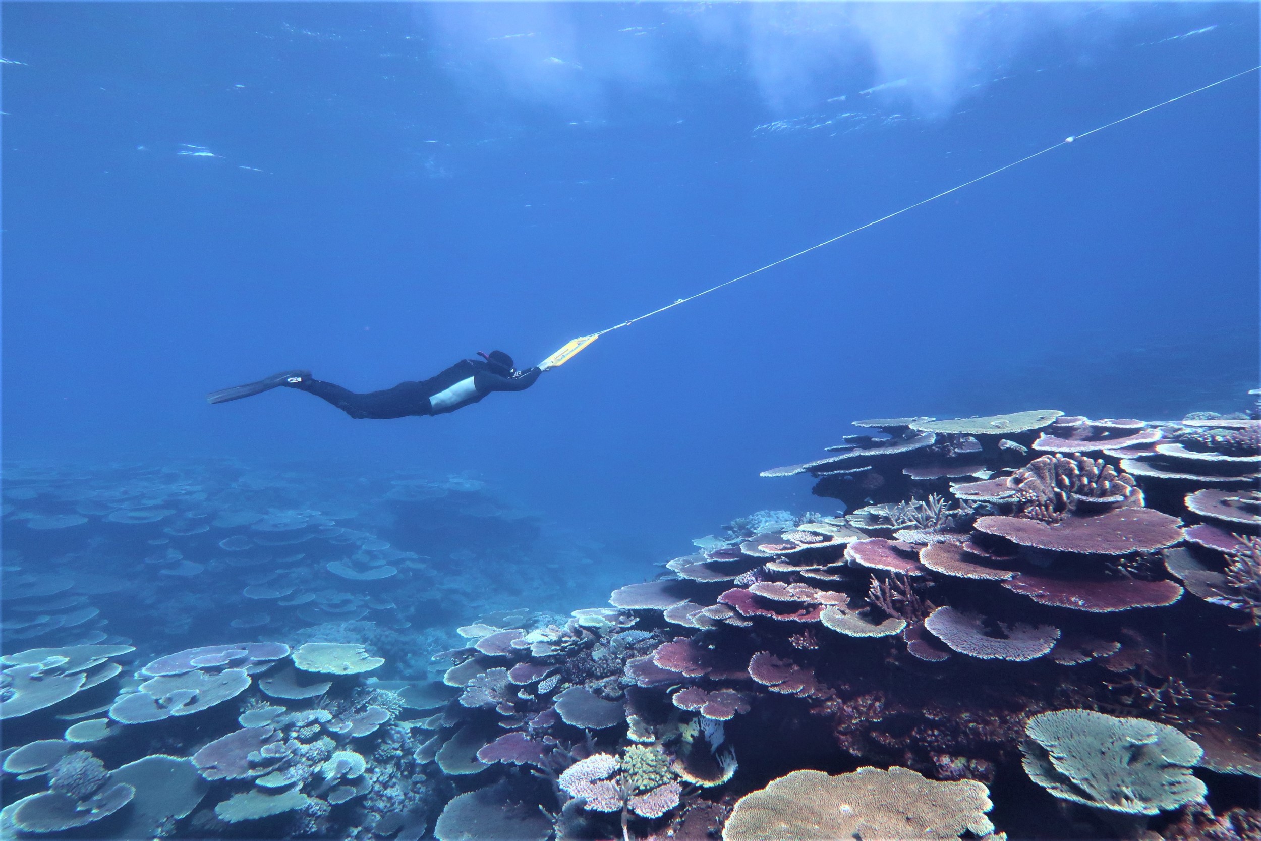Australian Institute of Marine Science / An AIMS scientist surveying a reef on the Great Barrier Reef using the manta tow method