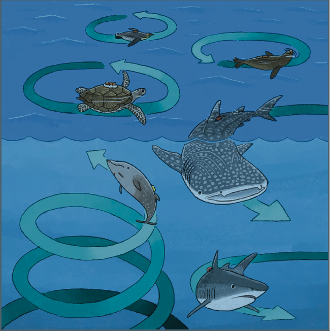 https://www.scimex.org/__data/assets/image/0004/641173/this-image-shows-the-circling-behavior-of-various-marine-megafauna-CREDIT-Narazaki-et-al.-_-iScience.PNG