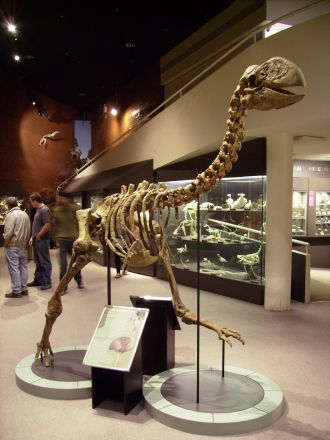 Skeleton of Dromornis planei 
