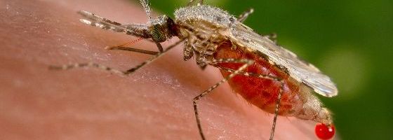 Malaria