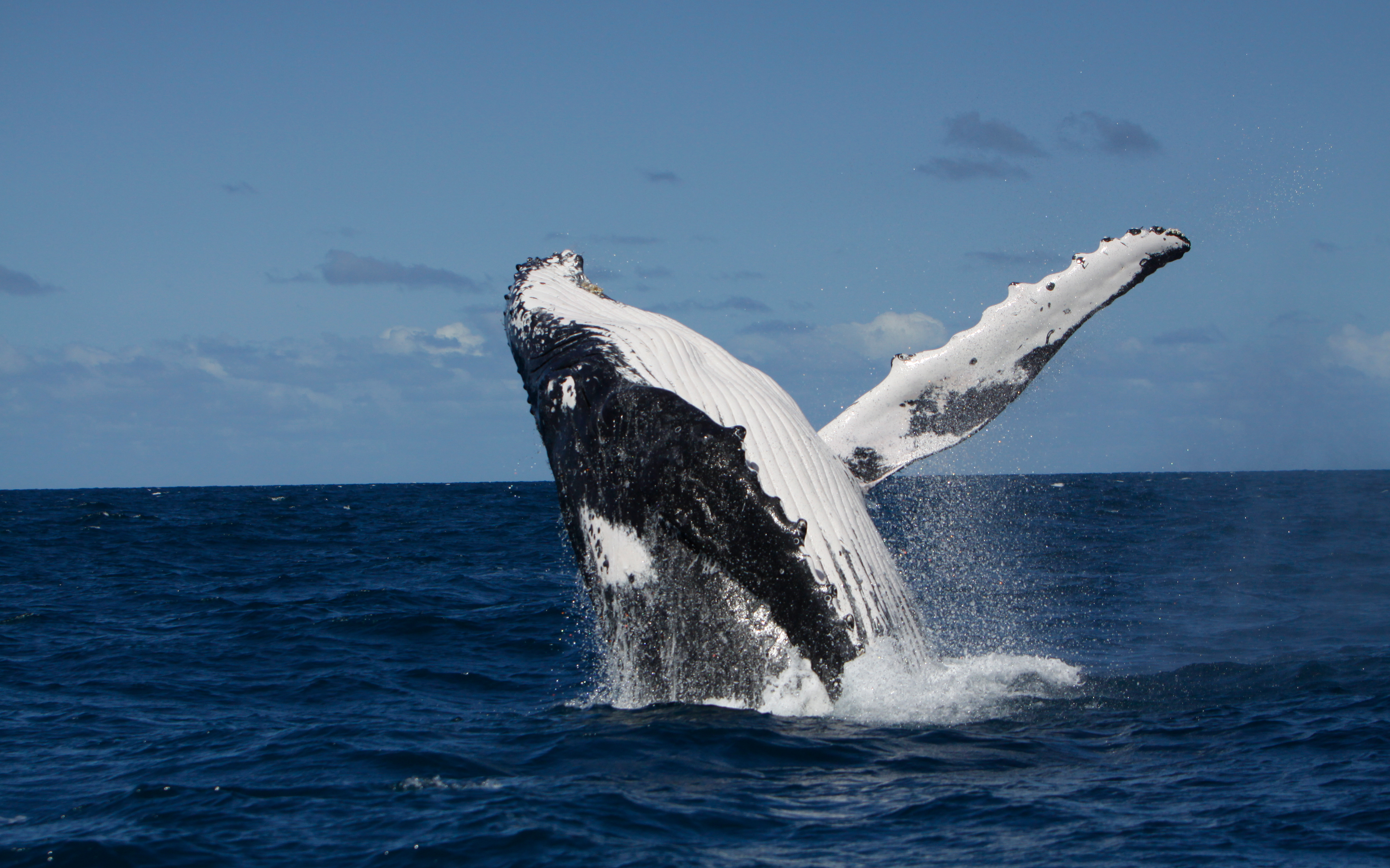 Humpback whales can quickly learn complex song patterns from other whale populations. Image: The University of Queensland.