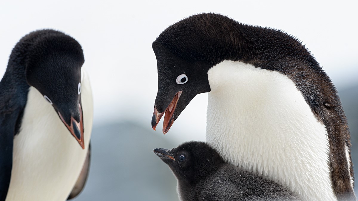 Caption: Adélie penguin family.  Credit: Jacqueline Deely - jacquelinedeely@icloud.com 