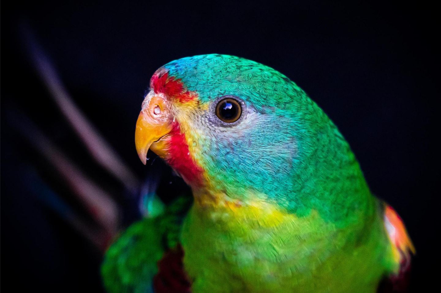 Swift Parrot, one of the species named in the Plan. Credit: Jayden Gunn