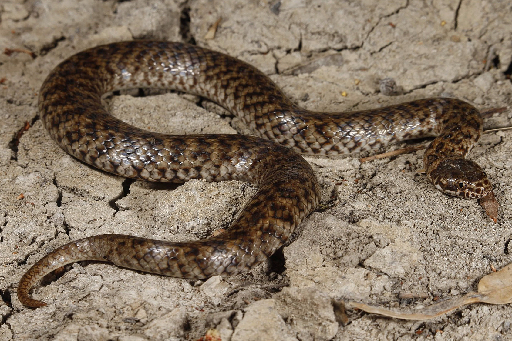 Snakes alive! First sighting of venomous mud adder in SA Scimex