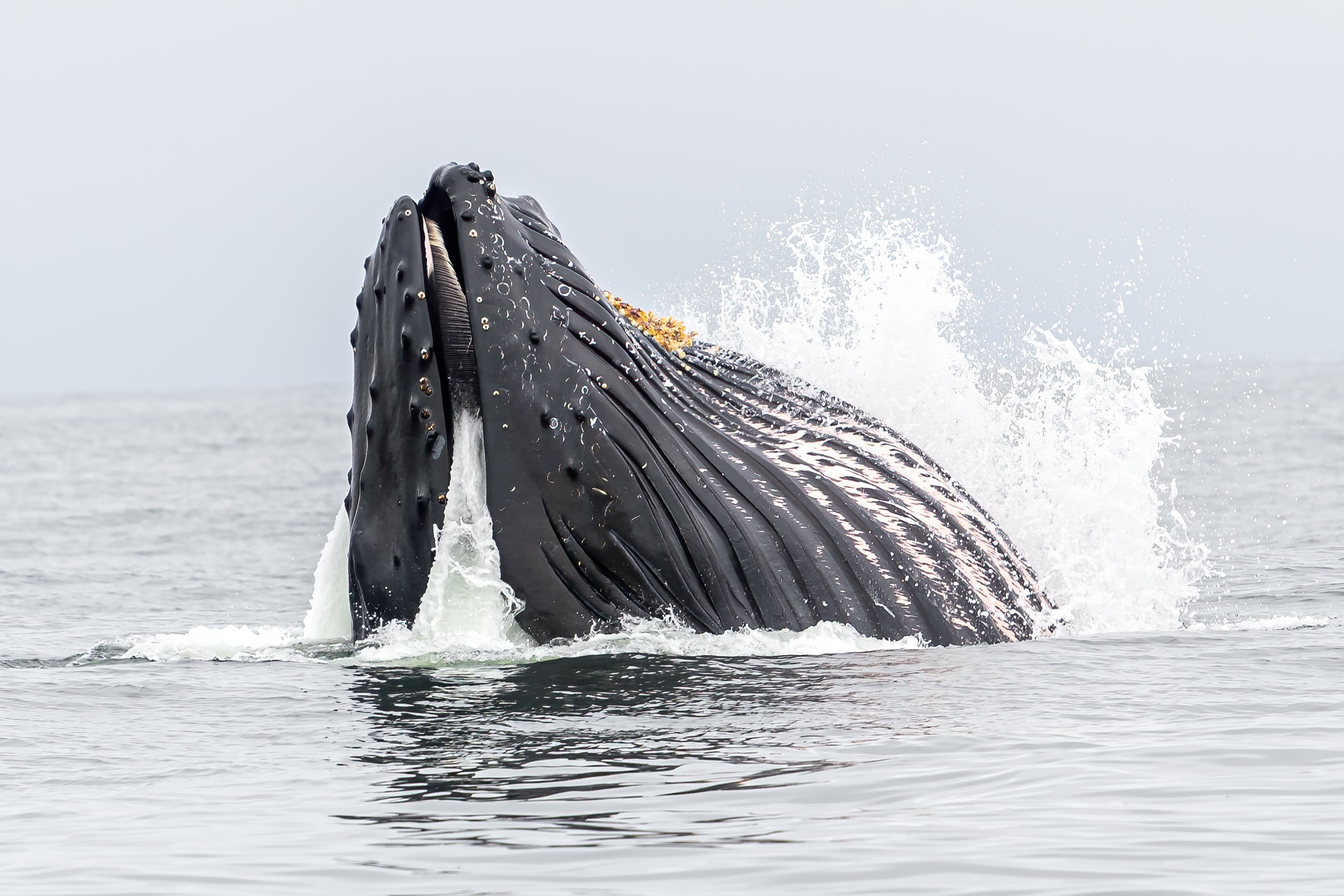 Filterfeeding whales are gobbling up millions of microplastics Scimex