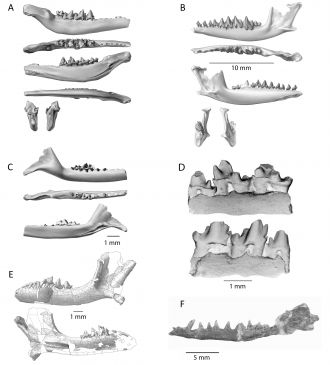 Mesozoic Southern Hemisphere tribosphenidan mammal dentaries