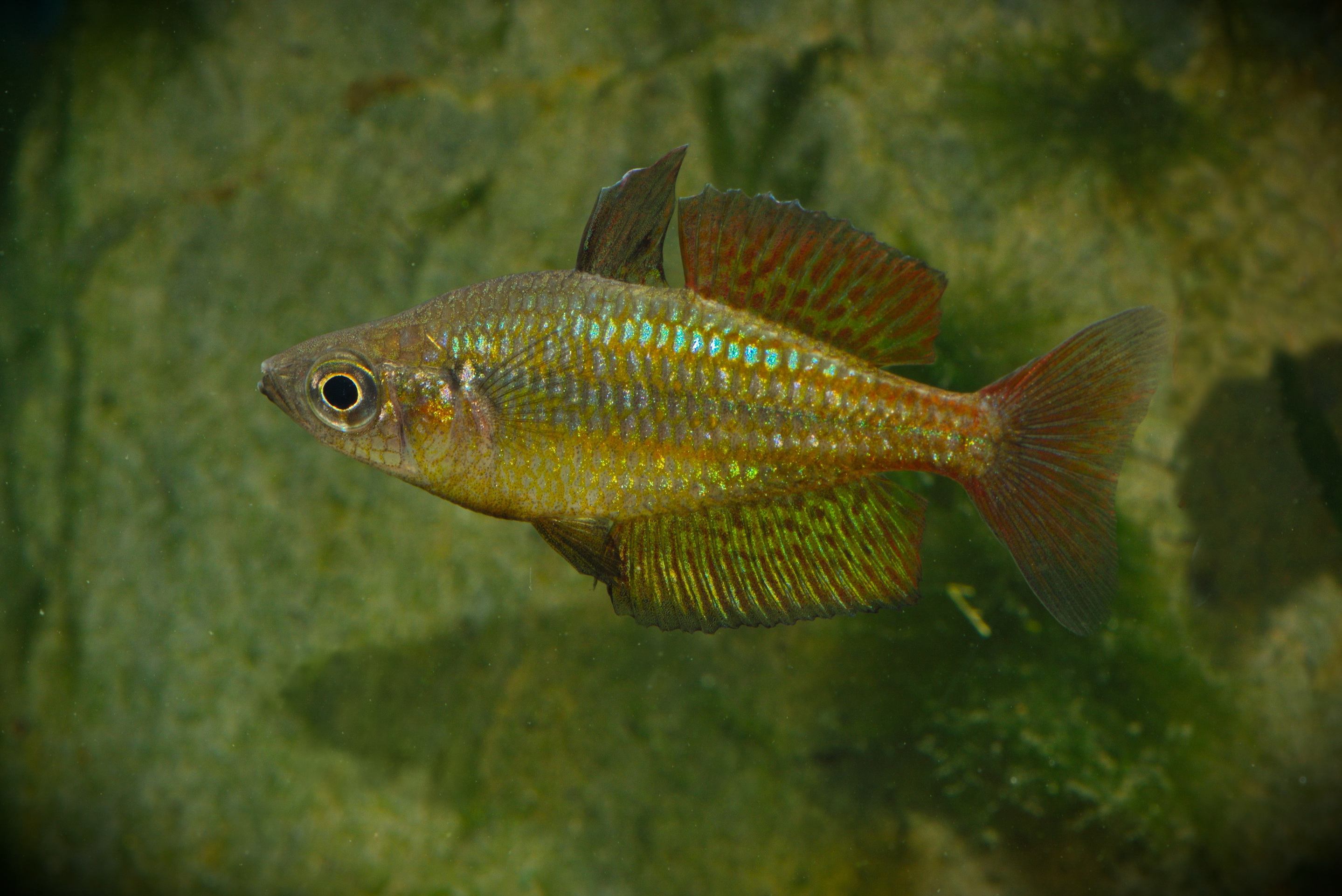 Rainbowfish from the Wet Tropics region of Australia (3). Credit: Keith Martin