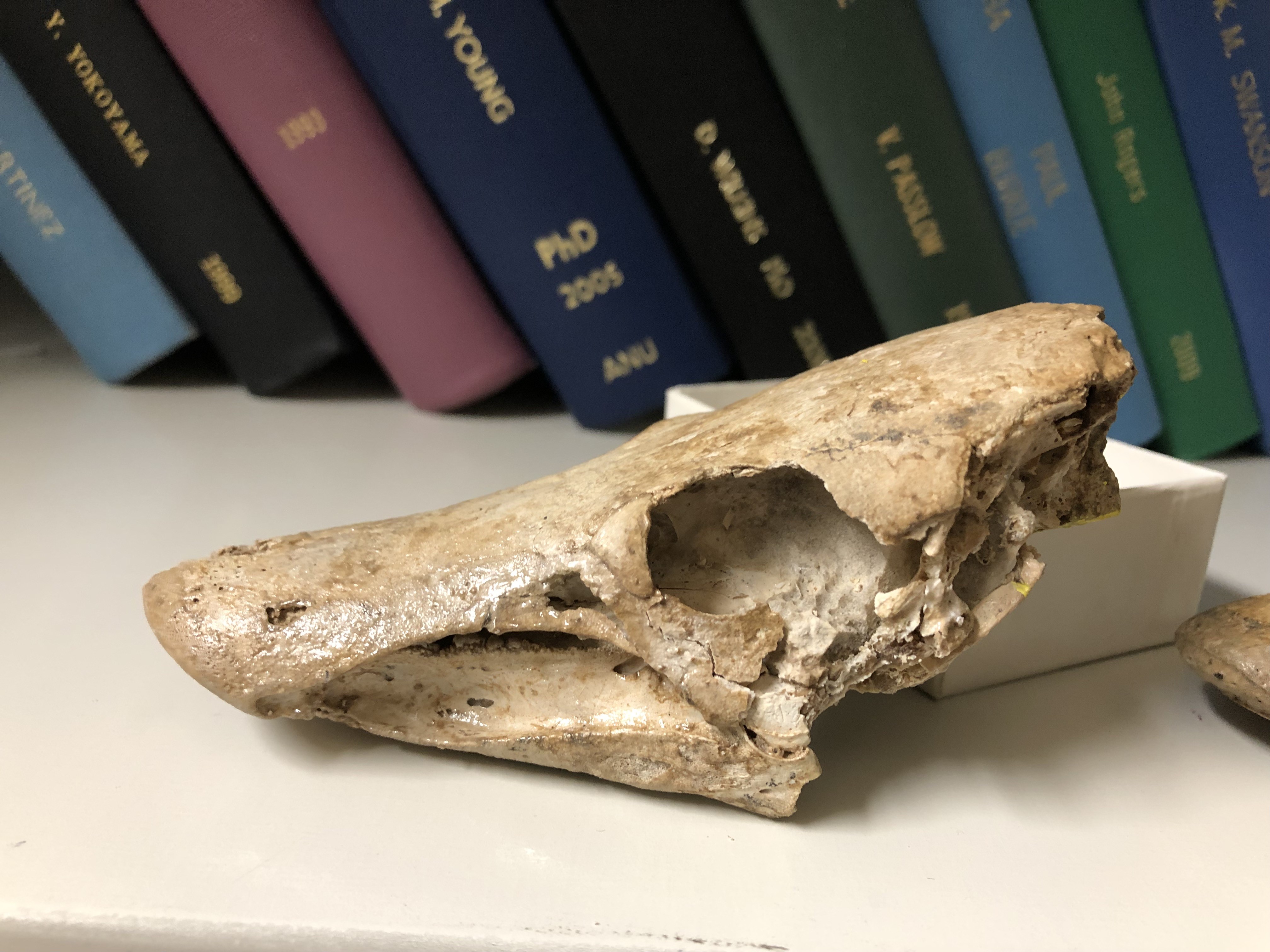 A skull of the extinct long-snouted lungish Griphognathus whitei, described as 'duck-billed' by Australian palaeontologists. 