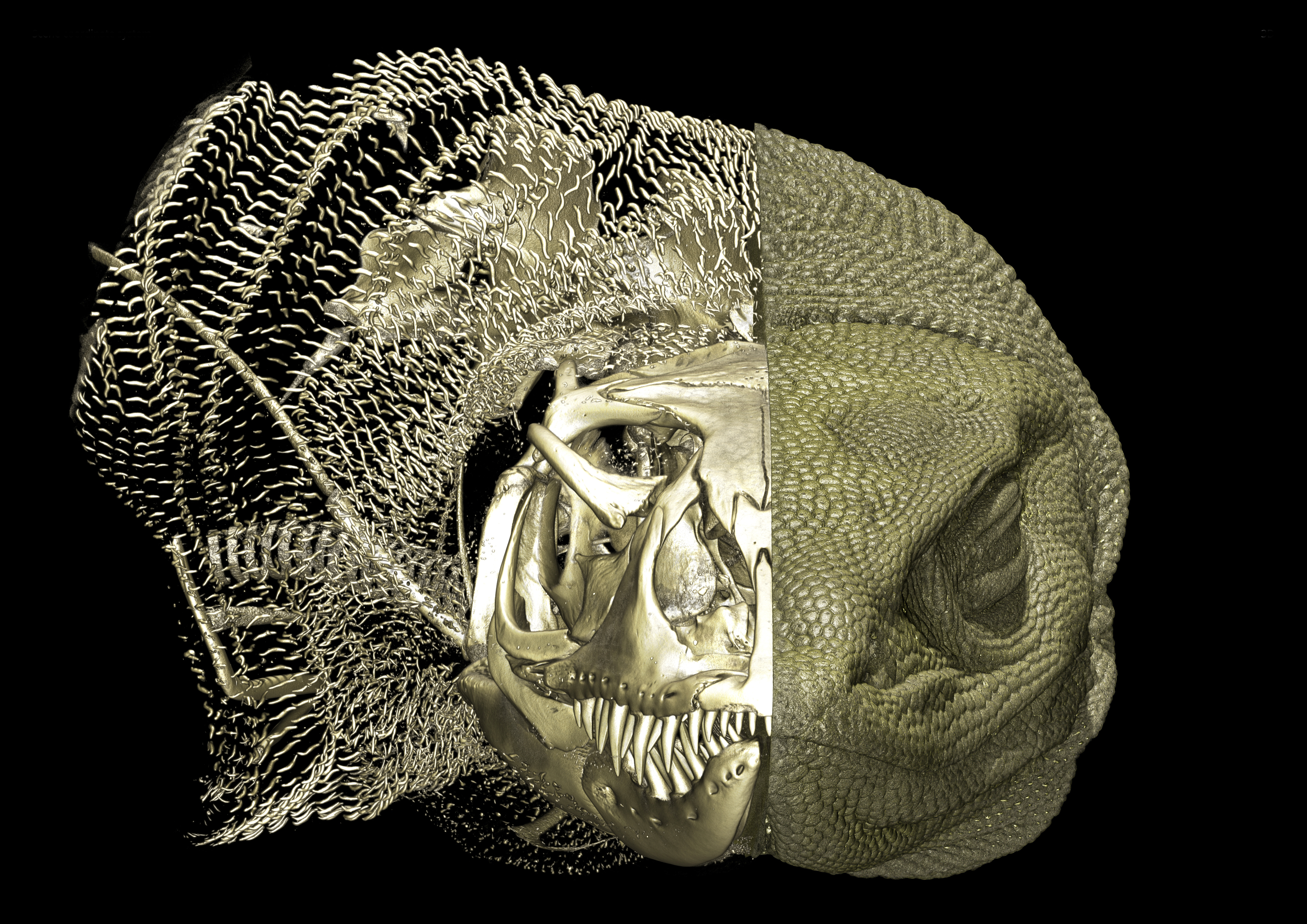 Micro-CT-based 3D-model of an Australian Rosenberg's goanna (Varanus rosenbergi WAM R95408), with bones revealed in the left half. Source: Roy Ebel.