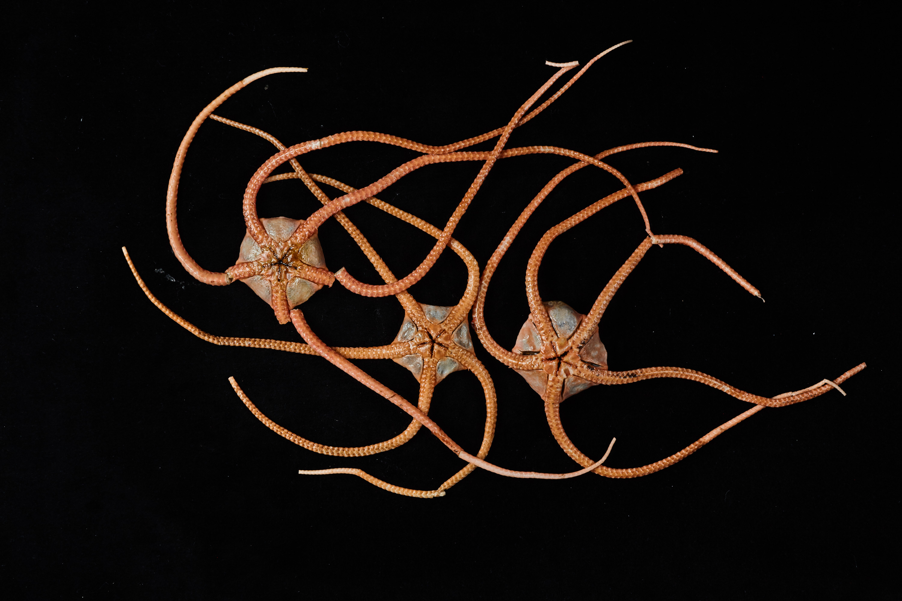 'Photographer: Nish Nizar. Source: Museums Victoria'