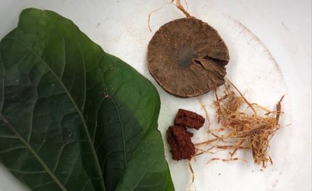 Credit: Piyawit Moonkham. Modern betel quid ingredients-Piper betel leaf, areca nut, limestone paste, tobacco, and Senegalia catechu bark filaments.
