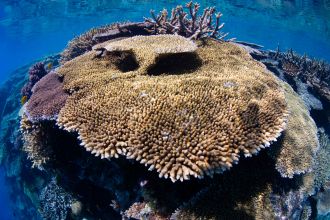 John Brewer Reef