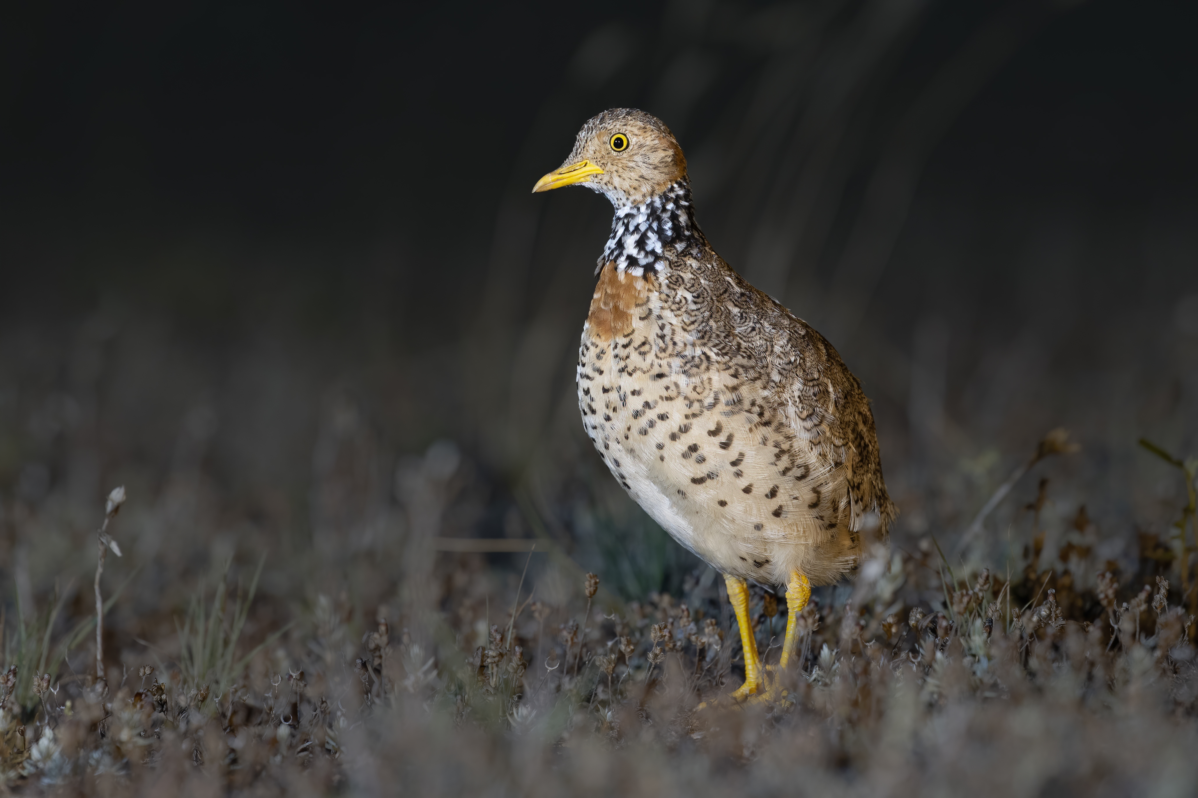 Plains-wanderer (Pedionomus torquatus) female Deniliquin New South Wales Australia. Credit JJ Harrison