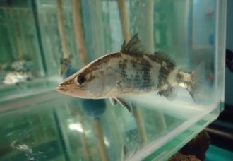 young barramundi