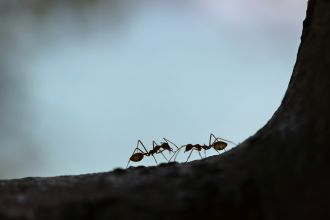 A new approach to analysing museum specimens has revealed a massive decline in Fiji’s native ant species since the arrival of humans to the islands, a new study has found.