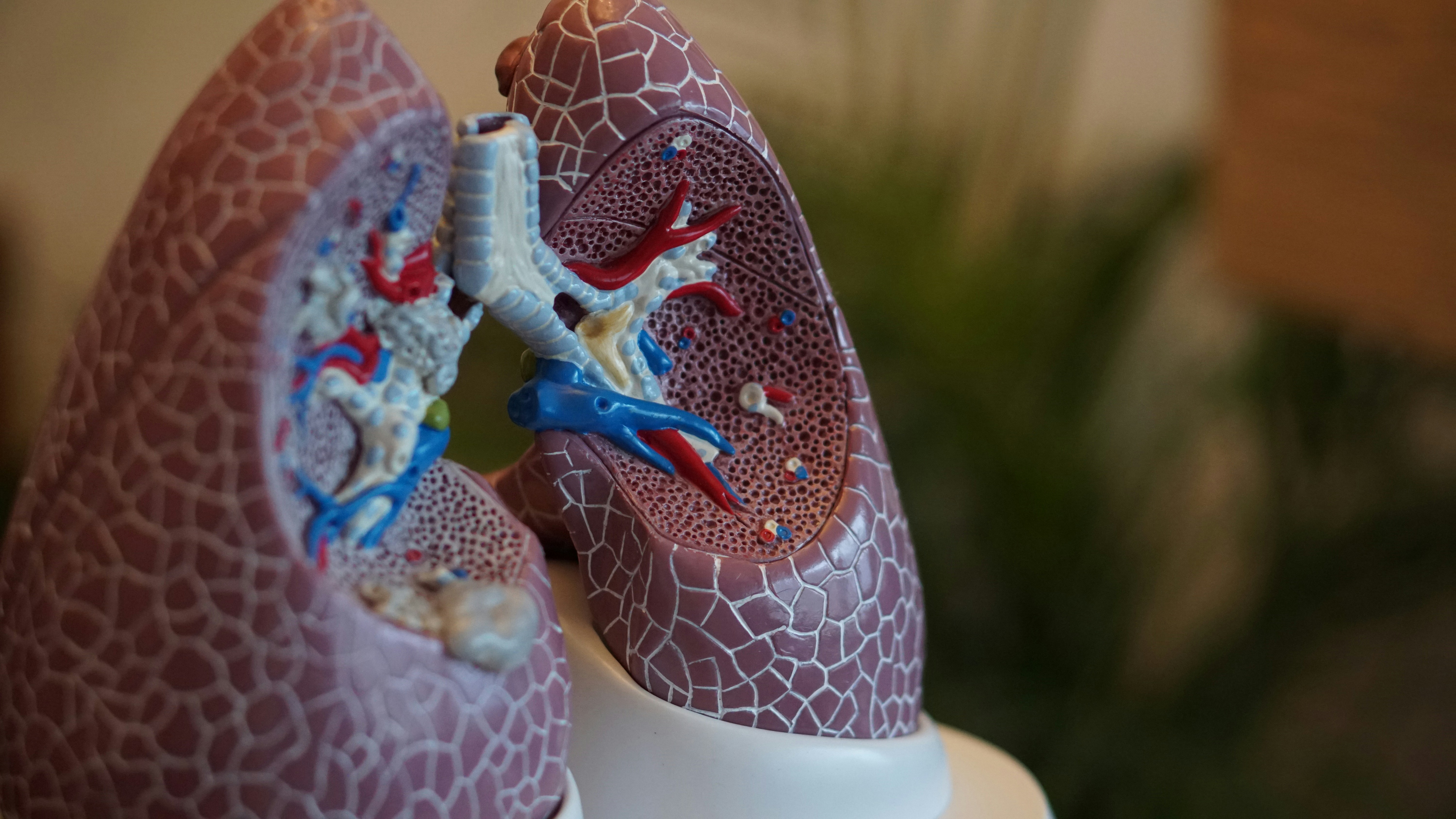 CC-0. https://unsplash.com/photos/selective-focus-photography-of-anatomy-lungs-Pw9aFhc92P8