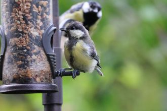 When bird parents don't spend much time with their offspring, younger birds learn from their older siblings, according to international and Australian researchers. The team deployed a feeding puzzle that could be solved in two different ways, among 51 breeding pairs of European great tits and their 229 offspring. They taught some parents one way of solving the puzzle, some parents the other way and left the rest in the dark to observe how the knowledge passed through the birds. The researchers say, while the birds were more likely to learn the puzzle if their parents knew it, it appeared younger birds were far more likely to learn from older siblings, rather than directly from their parents. European great tits generally spend only a few weeks with their parents, and the researchers say this study may show how young birds are able to obtain life skills despite their parent's hands-off approach.