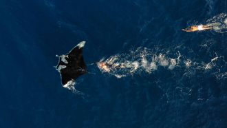 Satellite tagging NZ manta