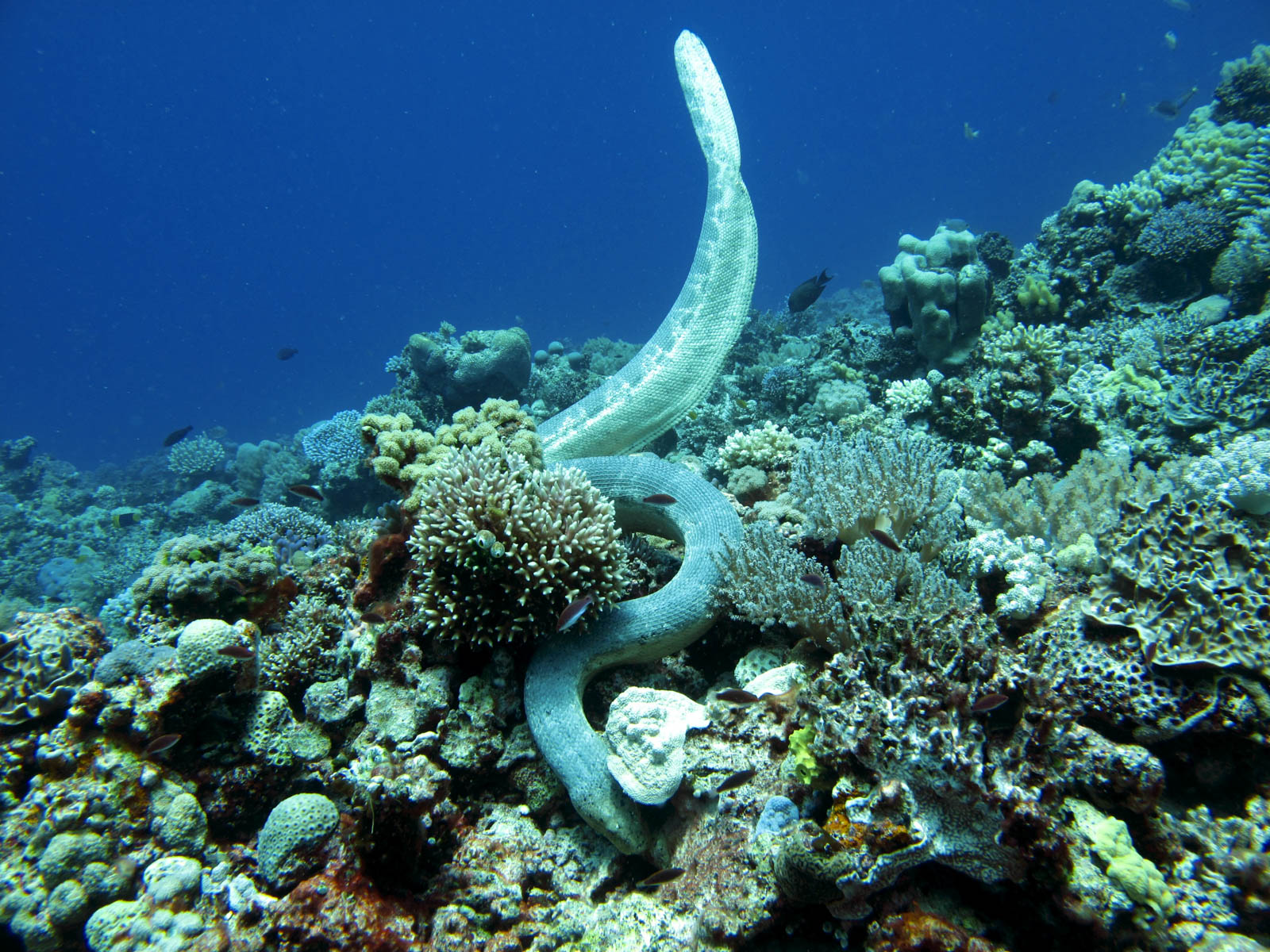 Credit: Australian Institute of Marine Science