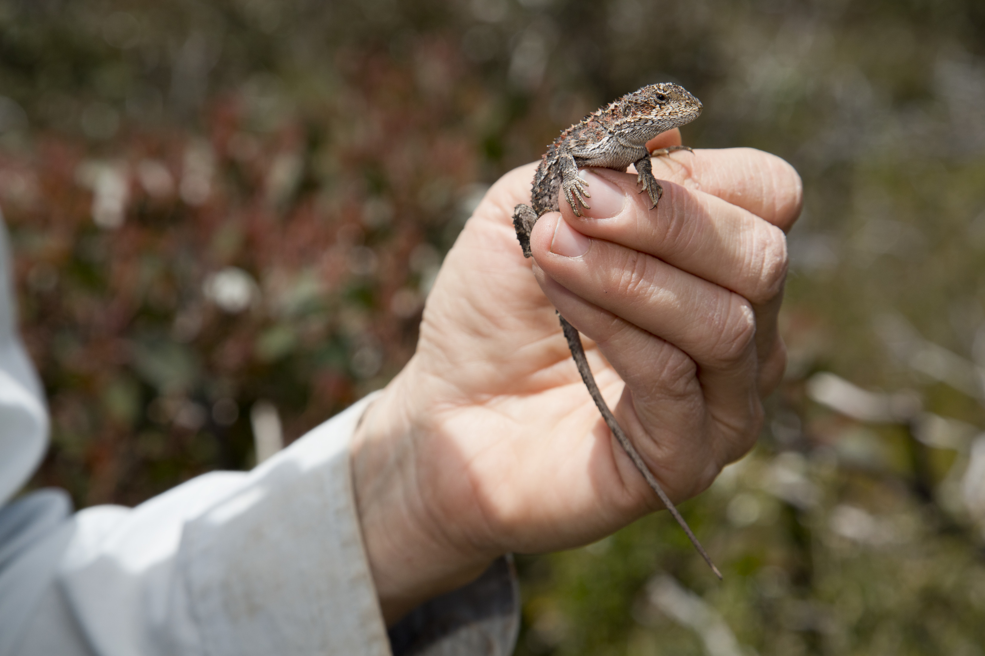 Rankinia diemensis, Mountain Dragon (Grampians National Park 2012). Photographer - Heath Warwick. Source - Museums Victoria