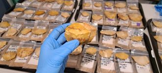 About 170 years ago a large bundle of stone tools was deliberately buried close to a waterhole in the remote Australian outback. Who buried them and for what purpose?  Why were they never retrieved? Archaeologists from Griffith University, who discovered the hoard, believe they are evidence of planning and trade by those that stashed them.