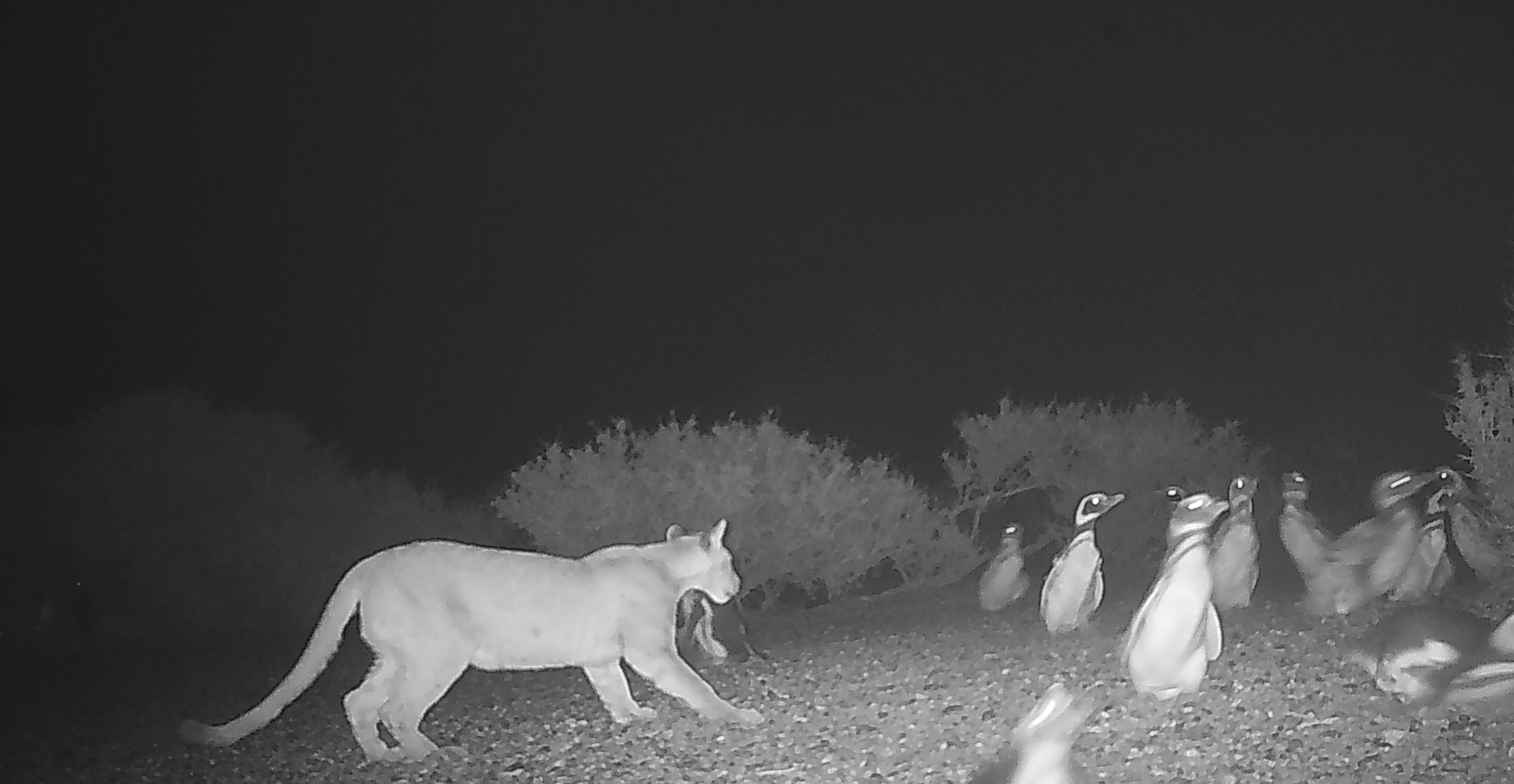 Serota et al / Proc B