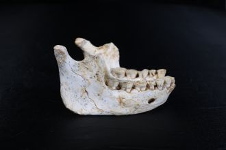 773,000 years old mandible ThI-GH-10717 from Thomas Quarry in Morocco