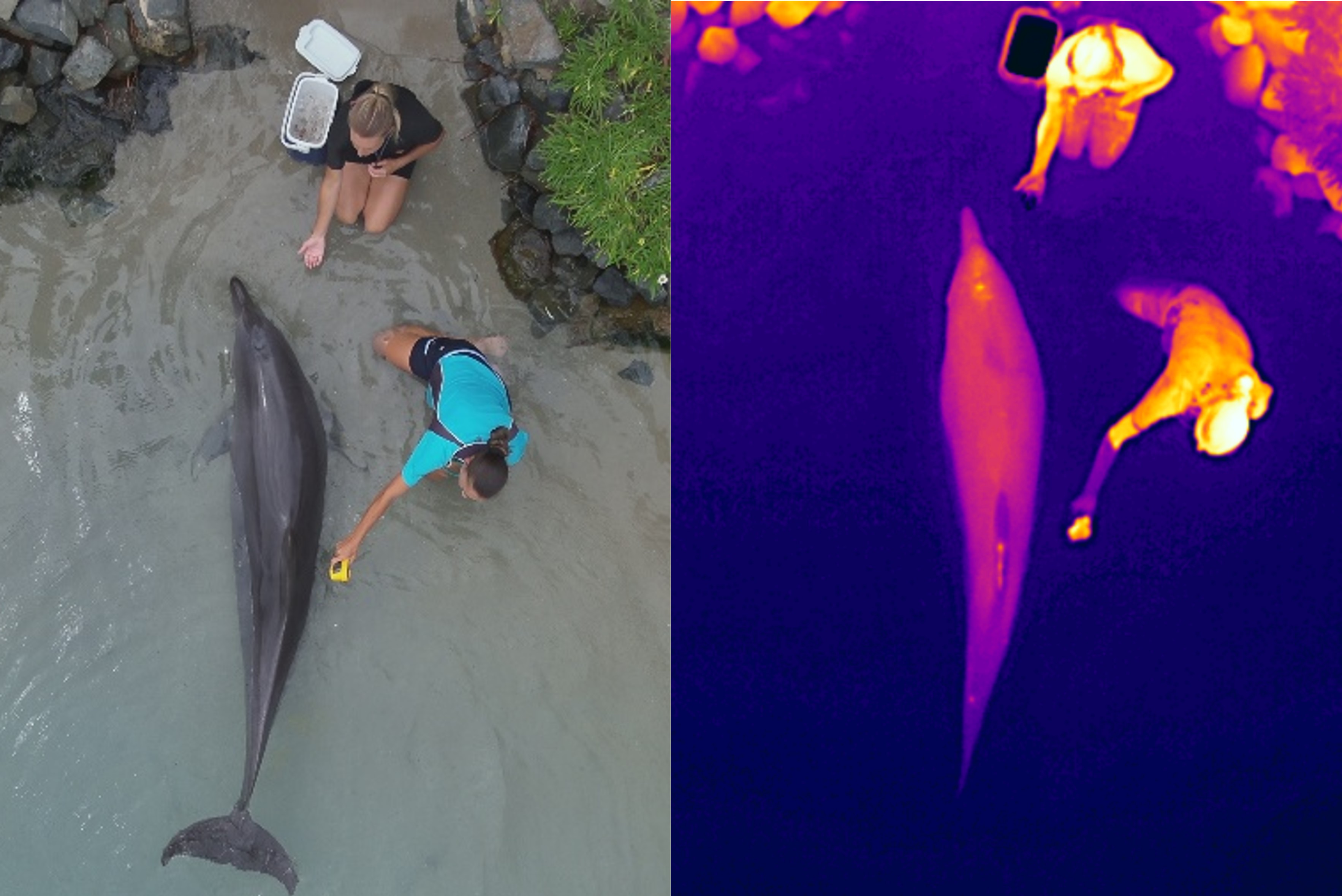 Side-by-side comparison of a standard colour drone image (left) and a thermal image (right) during close-range reference measurement collection. Photo: Charlie White/CEBEL (Flinders University)