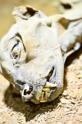 A mummified cheetah’s head, pictured in situ at its place of discovery