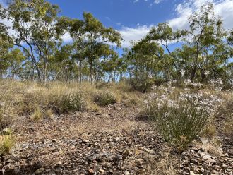 A plant species presumed extinct in the wild has been rediscovered in northern Queensland—thanks to a sharp-eyed observer, a smartphone camera, and the citizen science platform iNaturalist. Researchers report the rediscovery of Ptilotus senarius (Amaranthaceae), a small, slender shrub that hadn’t been recorded since 1967 and was presumed extinct.