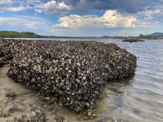 Researchers decode nature’s reef-building rulebook: New research has identified optimal design for artificial habitats to support restoration of oyster reefs, based on a detailed understanding of natural oyster reef geometry.