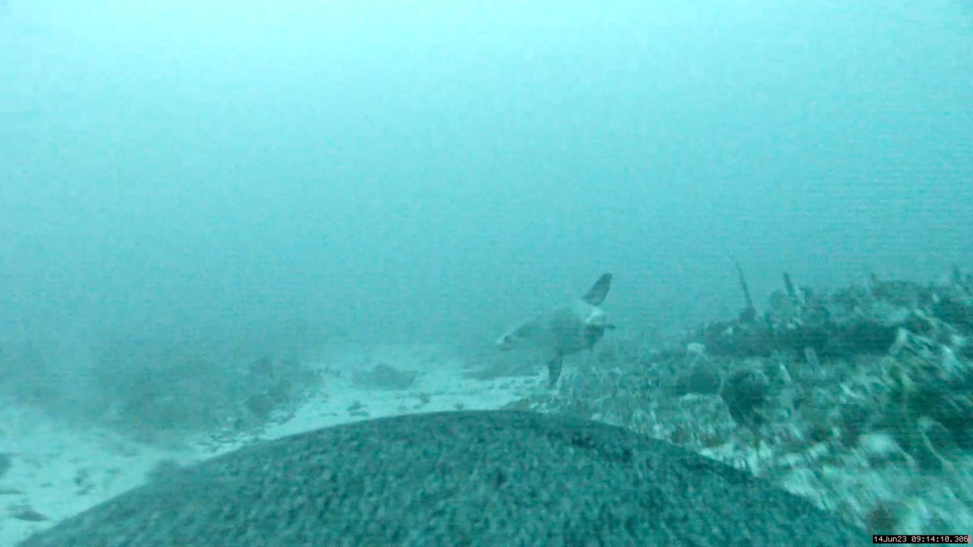 An Australian sea lion mother and pup foraging. Credit: Nathan Angelakis.