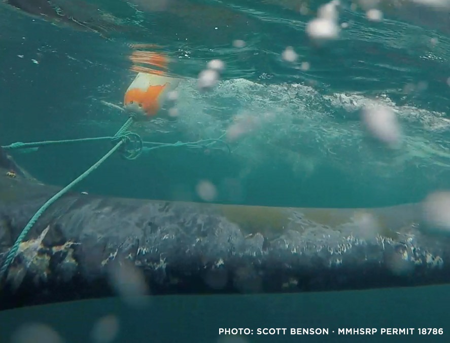 An underwater view of a humpback whale in Monterey Bay, California, in May 2016. Image 3 credit: West Coast Marine Mammal Stranding Network, CC-BY 4.0 