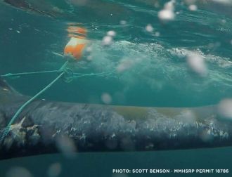 Humpback whales living off the west coast of the US are facing higher risks of getting entangled in fishing equipment during the years that their normally cool-watered habitats are warmer, say US researchers. In 2014, the annual reported entanglements of humpbacks were below 10, but that number has risen to 31 being reported in 2024. The authors say that past research shows that higher sea surface temperatures push the whales towards the shores to follow their food, and in their new study, they found these entanglements follow the same path; warmer waters mean more whales caught in fishing gear. They say that, during the major marine heatwave of 2015 and 2016 - named 