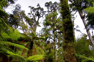 Native forest restoration usually starts with faster growing 'nurse plants' that provide shelter under which to plant bigger trees - but new research suggests some big canopy trees can be planted early too. Scientists monitored over 1800 canopy trees at restoration sites around the Tāmaki Makaurau region for three years. They found four types - pūriri, rewarewa, kahikatea, and tōtara - had a high rate of survival when planted with the nurse species, though two others - rimu and taraire - did not. Spacing nurse plants 2 m apart to give shelter without too much competition or shade, and having some protective vegetation at ground level, also helped their survival.