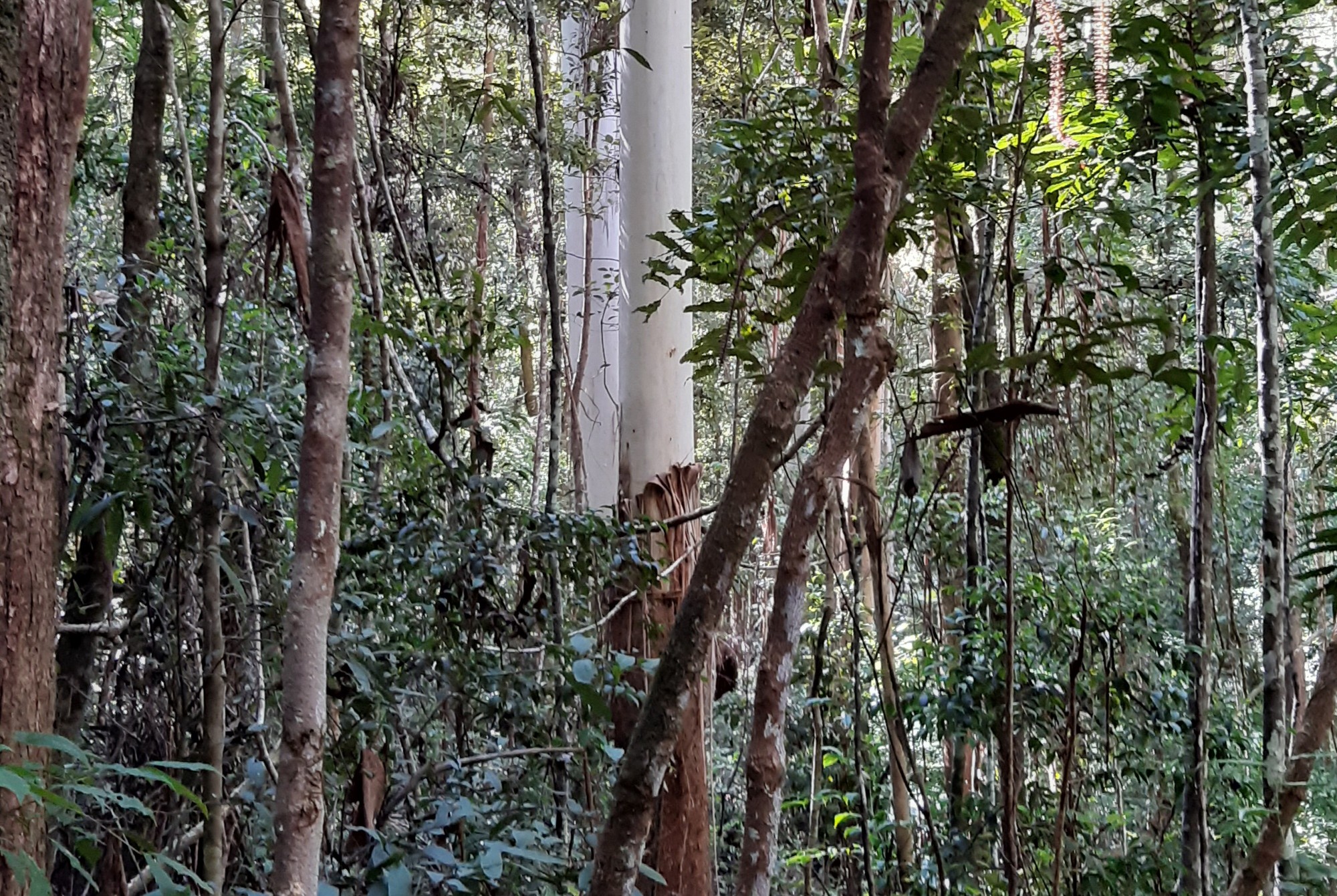 Eucalypt rainforest in Luxton Bush Reserve, Queensland. Photo: Kristy Stevenson 