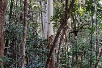 New research led by QUT, in a National Environmental Science Program Resilient Landscape Hub study, reveals forests cleared decades ago are now more vulnerable to myrtle rust — an invasive fungal disease threatening eucalypts, tea trees and bottlebrush.