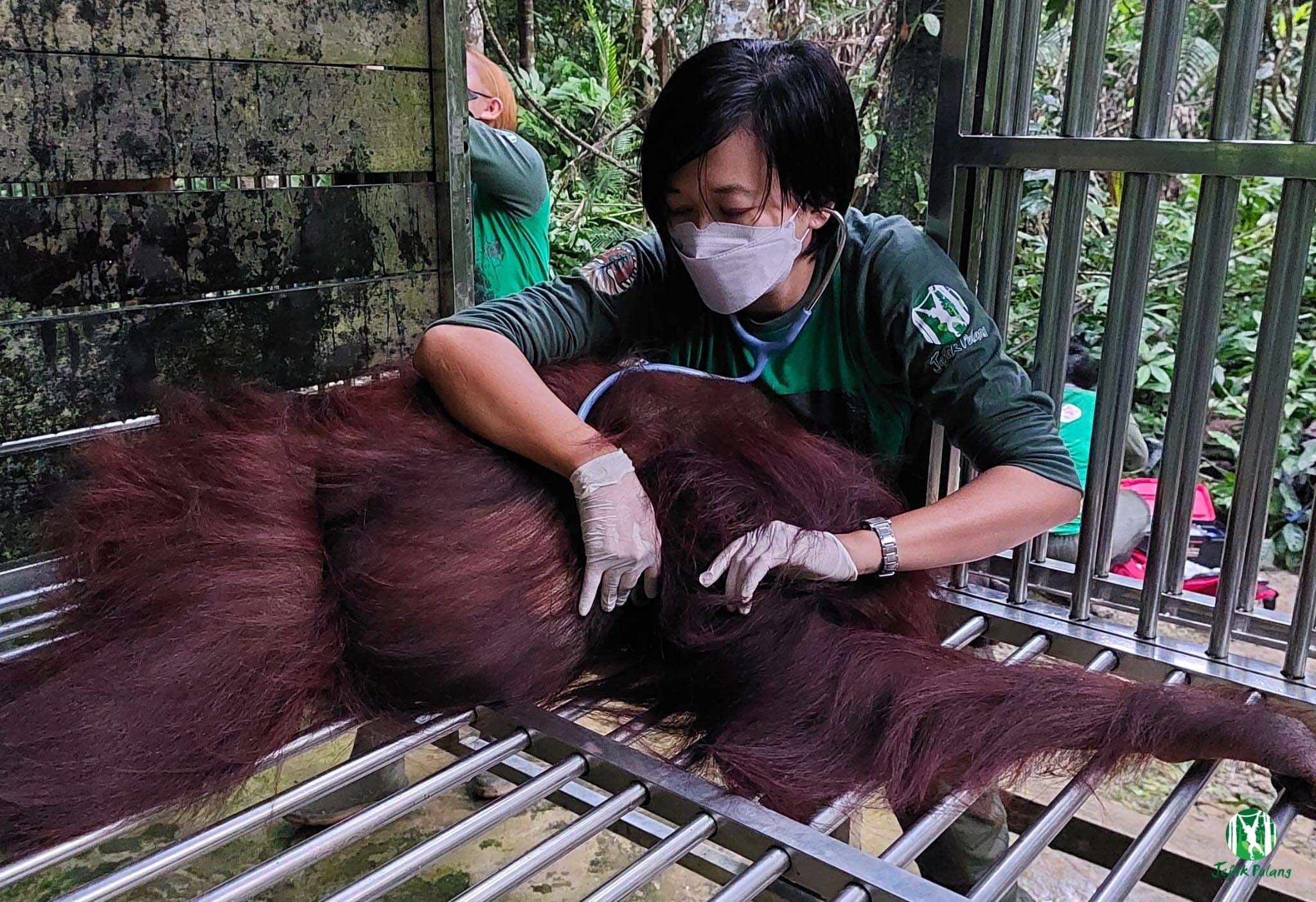 Fransiska Sulistyo monitors vital signs of an orangutan under general anaesthesia. Credit: Signe Preuschoft/Yayasan Jejak Pulang.