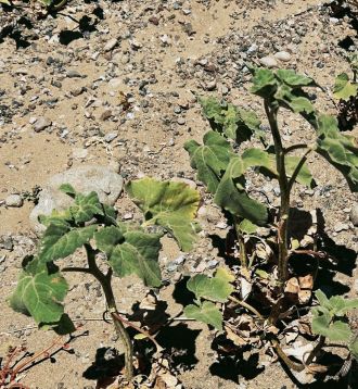 Dry soils select for antibiotic resistant bacteria