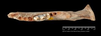 14,3000-year-old dog jawbone from Gough's Cave - 3