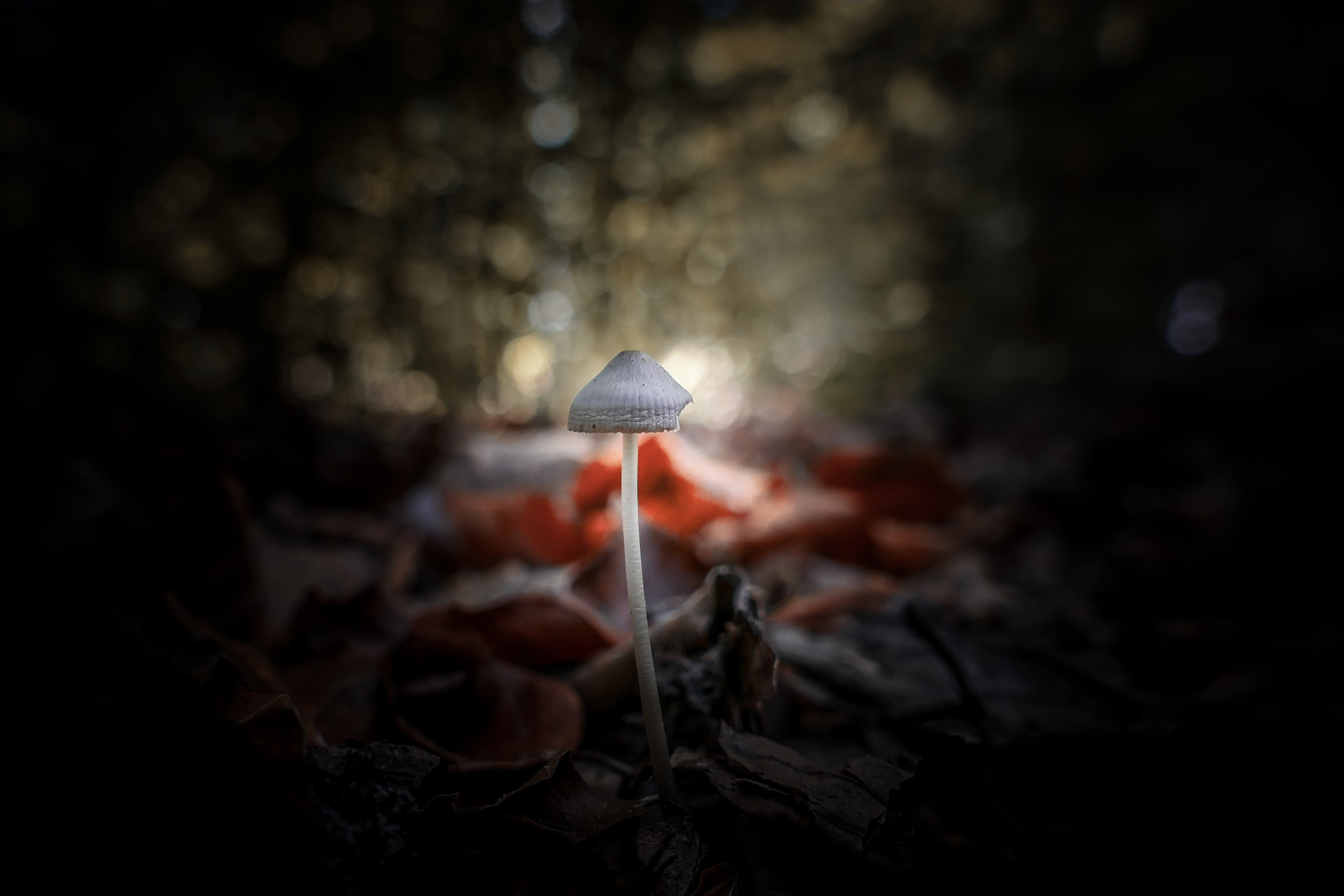 CC0 Pixabay