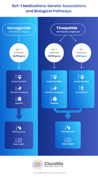 GLP-1 Infographic
