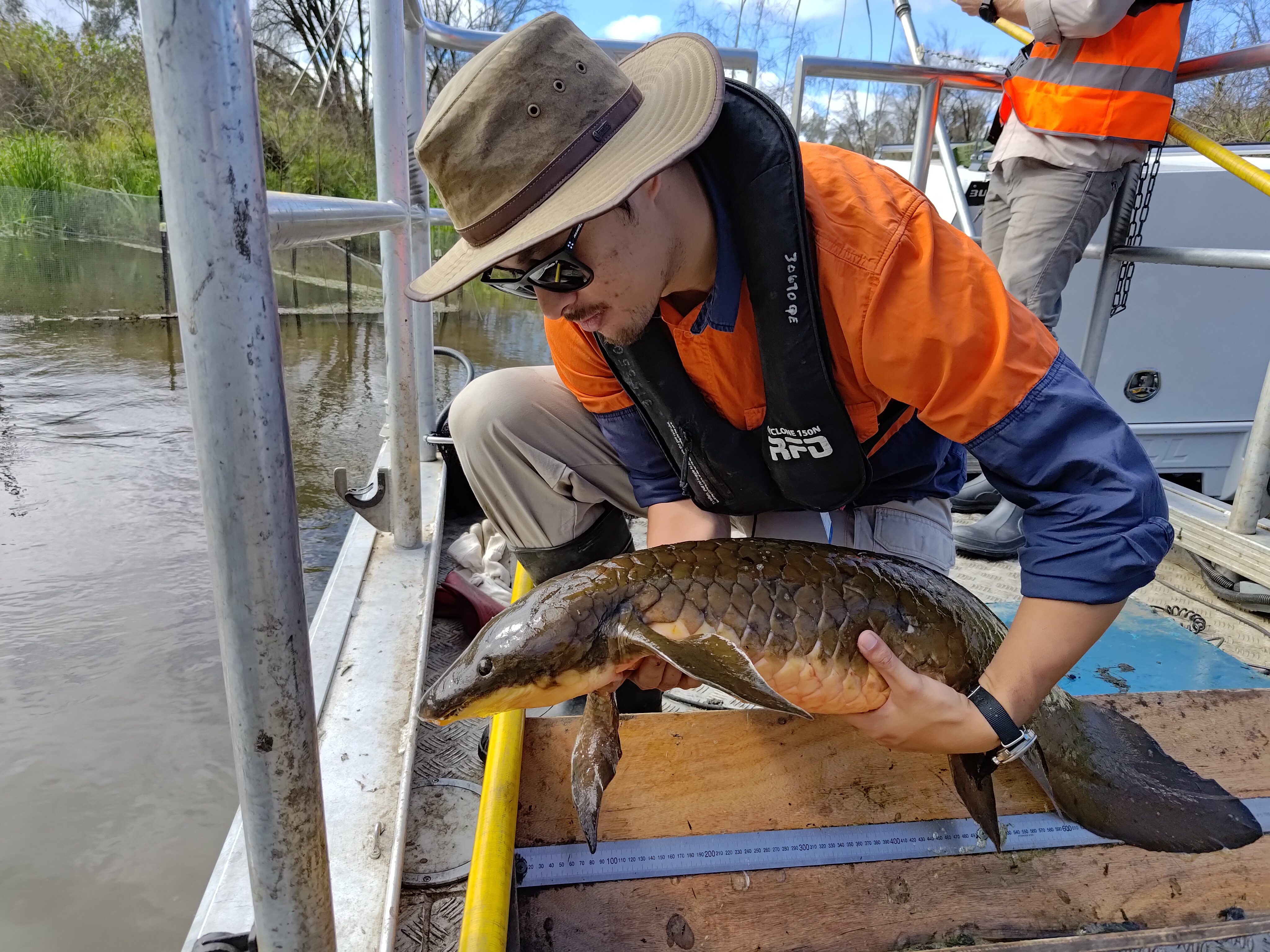 PhD Candidate Colin Burke releasing an Australian Lungfish.