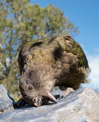 Kea 1
